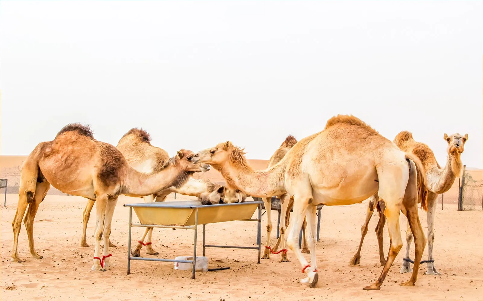 ICL Lama Camp Desert Safari