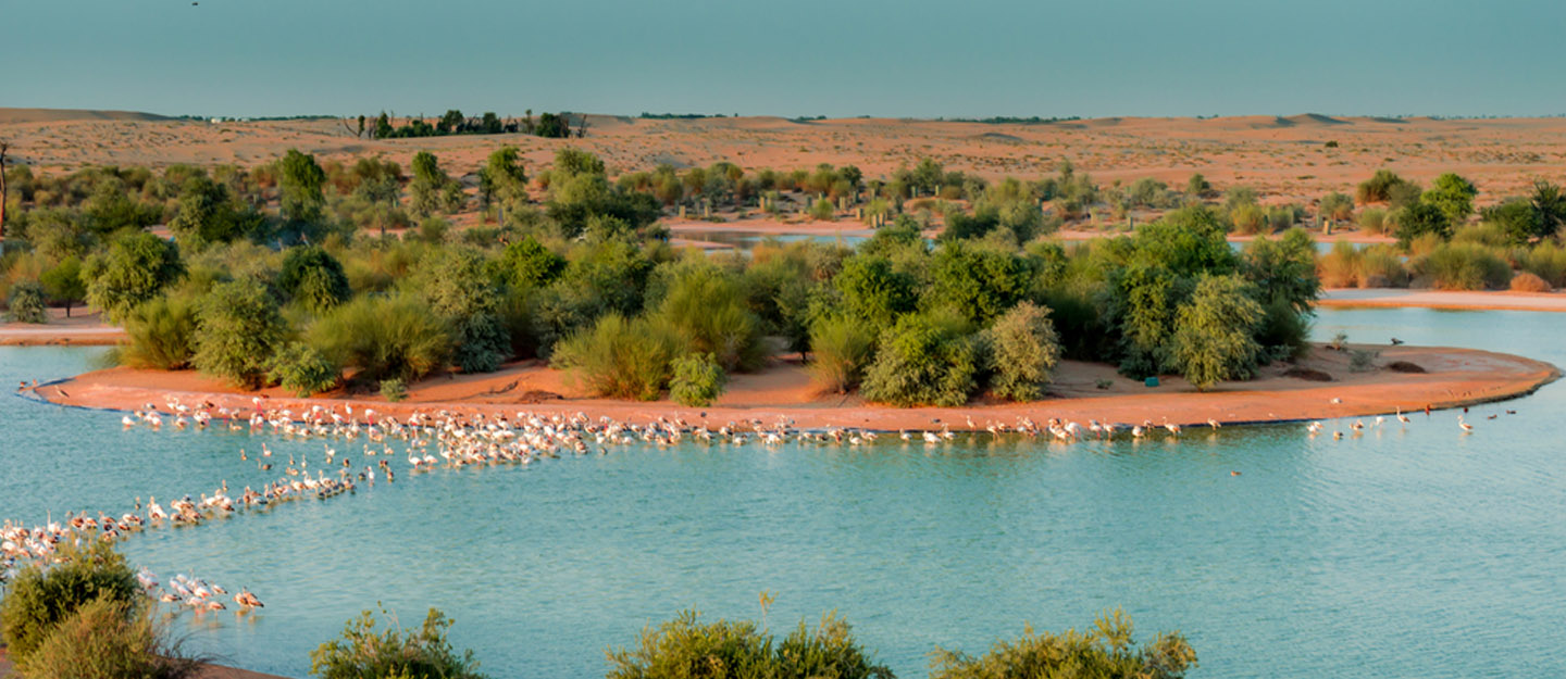 Al Qudra Lake Dubai