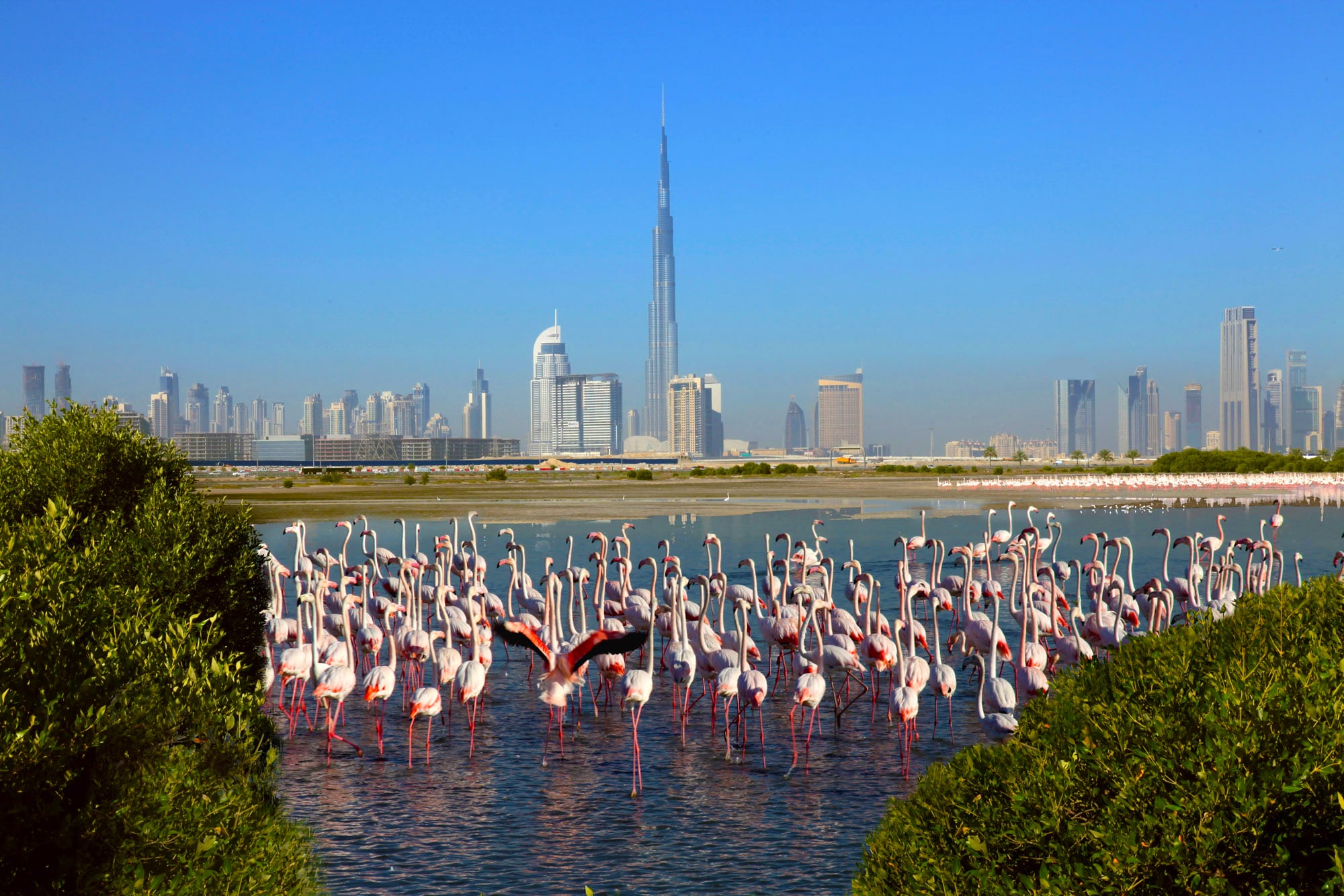 Flamingo Lake Dubai